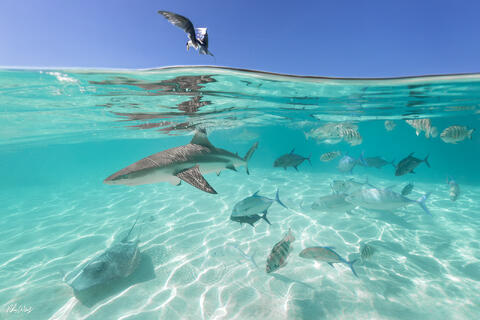Shooting Underwater Photos With Sharks