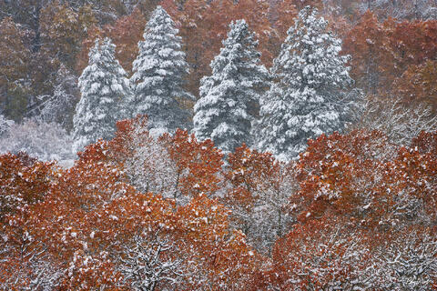 Shooting Fall Colors In The Eastern Sierra 
