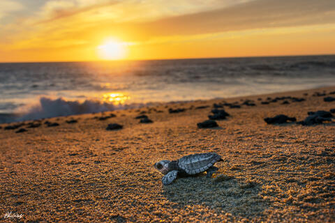 Choosing The Perfect Cabo San Lucas Baby Turtle Fine Art Photo - On Metal, Acrylic, Canvas, or Paper