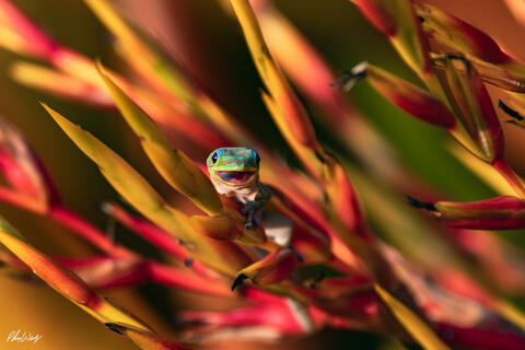 Magical Gold Dust Day Geckos - On Metal, Acrylic, Canvas, and Photo Paper Fine Art Prints