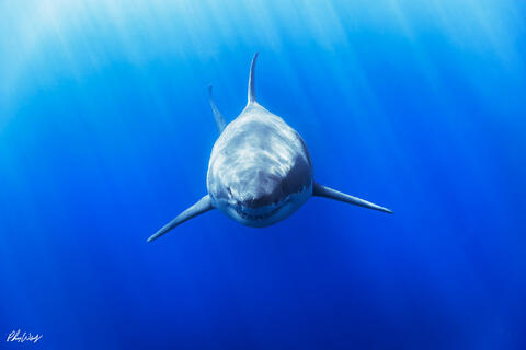 A Question & Answer Guide On How to Shoot Underwater Photos