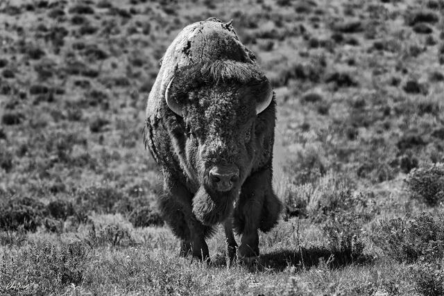 Black and white portrait of a powerful American buffalo standing in Yellowstone National Park.