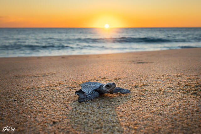 Baby sea turtle resting on sandy beach facing the ocean with sunrise and waves in the background.