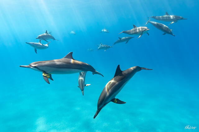 Spinner dolphins swimming underwater with floating leaves in clear blue ocean water.