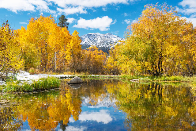 Autumn trees reflecting in a calm mountain pond with snow capped peaks in Mammoth Lakes, California.