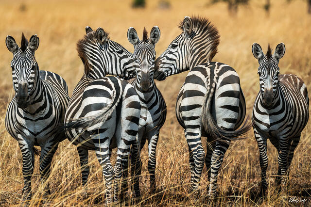 Group of zebras standing together in golden grasslands of Serengeti National Park in Tanzania.