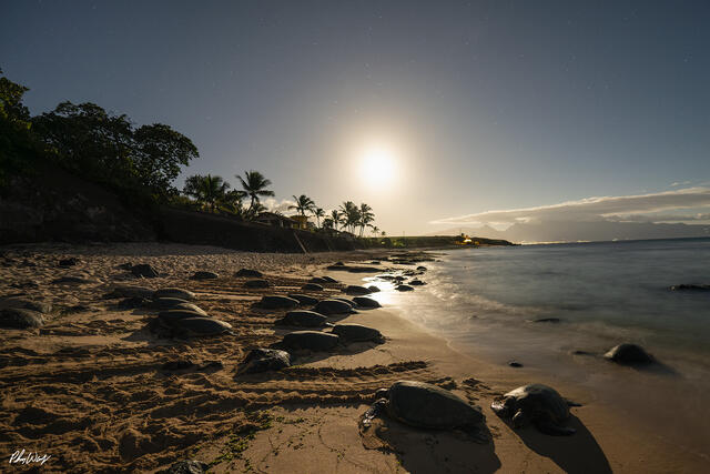 Green sea turtles rest on a sandy beach at night under a full moon near Kona, Hawaii, with calm ocean water, palm trees, and moonlit clouds.