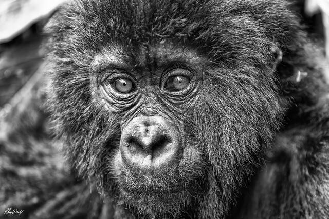 Black and white close up portrait of a mountain gorilla staring directly into the camera in Volcanoes National Park Rwanda.