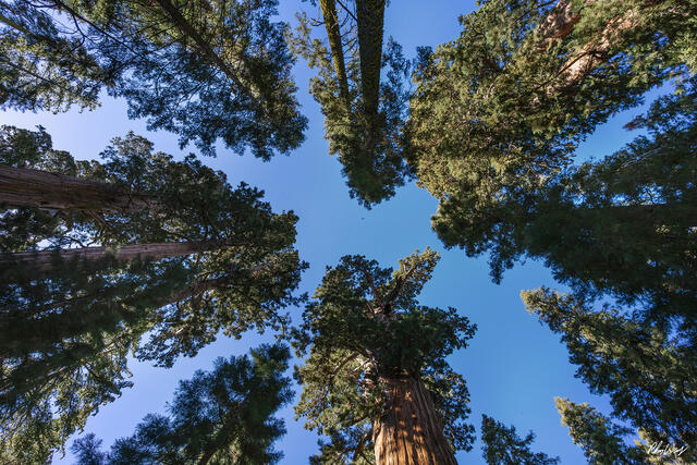 Upward view of towering giant sequoia trees against a clear blue sky in Sequoia National Park, California.