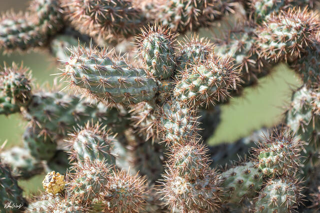 Close up view of spiny cactus with detailed texture and natural patterns in Isla Mujeres Mexico.