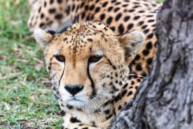 Close up portrait of a resting cheetah with intense gaze in Serengeti National Park Tanzania