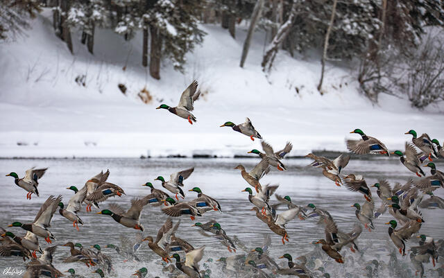 A flock of mallard ducks taking flight from a partially frozen river in winter in Fairbanks Alaska.