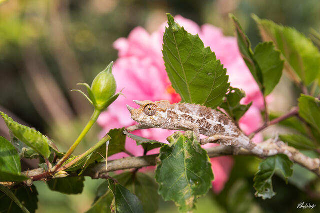 Baby Jackson chameleon perched on a branch with pink hibiscus flowers in Hawaii.