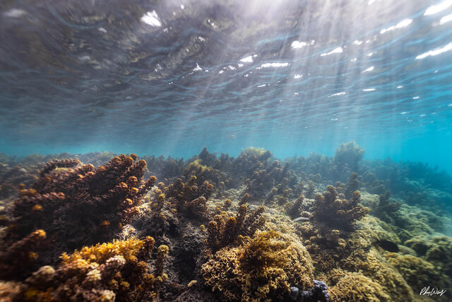 Underwater view of a coral reef in Tahiti with sunlight streaming through clear blue water.