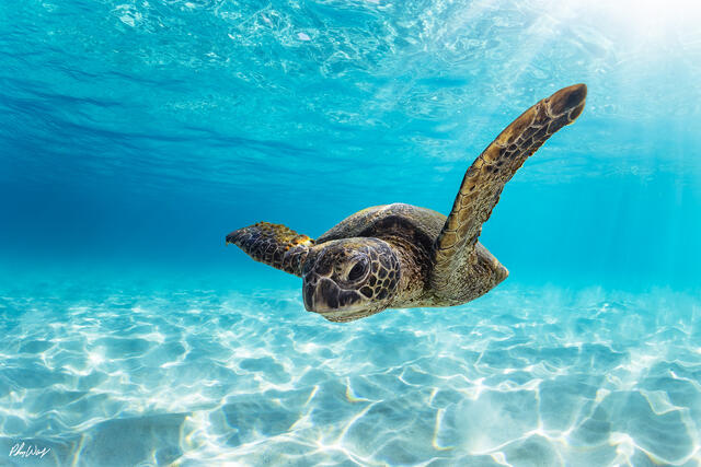 A green sea turtle swims above white sand in crystal clear blue ocean water near Kona, Hawaii, with sunlight creating bright patterns across the seabed.