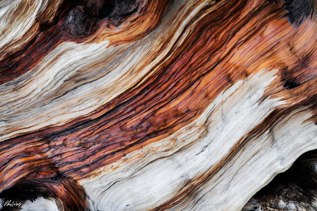 Abstract close up of weathered bristlecone pine wood grain in the Ancient Bristlecone Pine Forest, California.