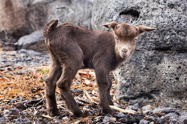 Baby goat standing among volcanic rocks on the Big Island of Hawaii.