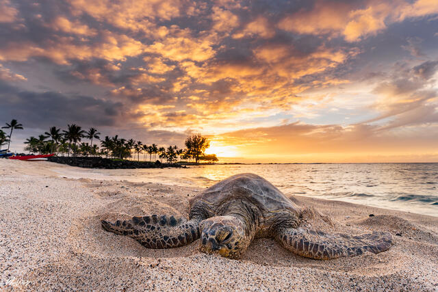 A green sea turtle rests on sandy shoreline at sunset near Kona on the Big Island of Hawaii, with gentle waves, palm trees, and glowing clouds in the sky.