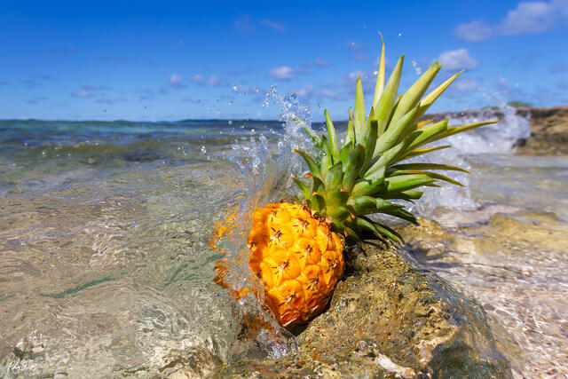Pineapple on volcanic rock as ocean waves splash along the Kona coastline on the Big Island of Hawaii.