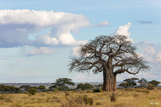 Baobab tree standing alone on the African savanna in Serengeti National Park Tanzania