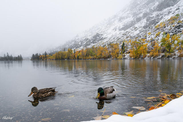 Two ducks swimming in a lake during autumn with snowy mountains and fall foliage in June Lake, California.
