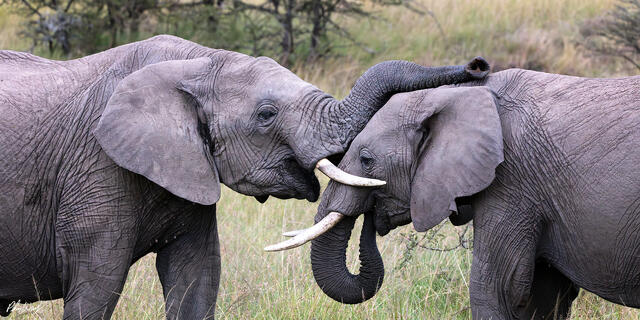 Two African elephants touching trunks in Serengeti National Park Tanzania