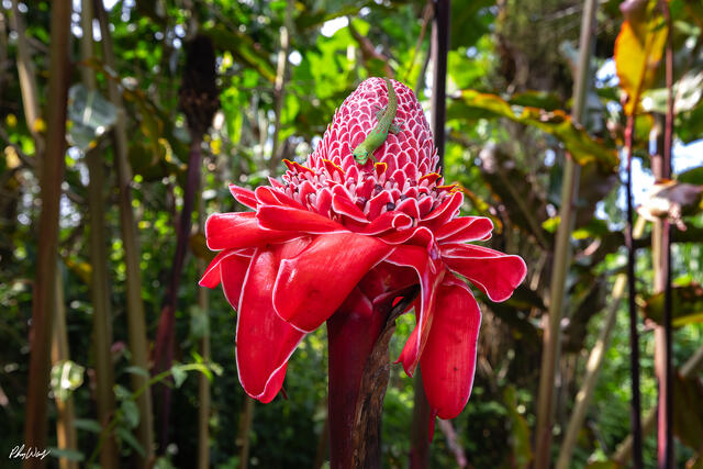 Green gecko resting on a red ginger flower in a tropical Hawaiian forest.