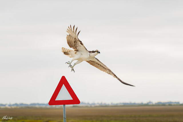 Osprey taking flight from a roadside sign with wings spread in Isla Mujeres Mexico.