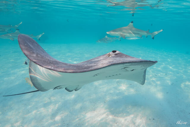 Stingray swimming over sandy lagoon floor with reef sharks in clear turquoise waters of Mo'orea, Tahiti.