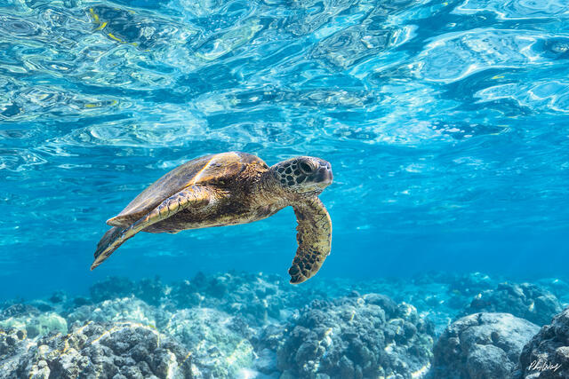 A green sea turtle swims through clear blue ocean water above coral near Kona on the Big Island of Hawaii, with textured light patterns on the surface and reef 
