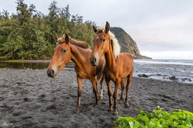 Two wild horses standing on a black sand beach in Waipio Valley Hawaii.