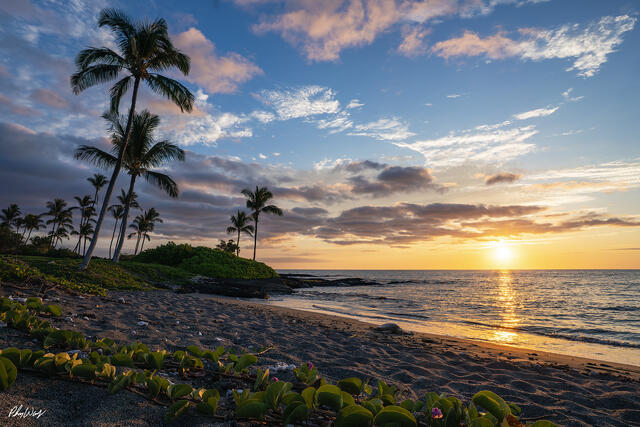 A green sea turtle rests on a sandy beach at sunset near Kona on the Big Island of Hawaii, with palm trees, calm ocean water, and golden light along the shoreli