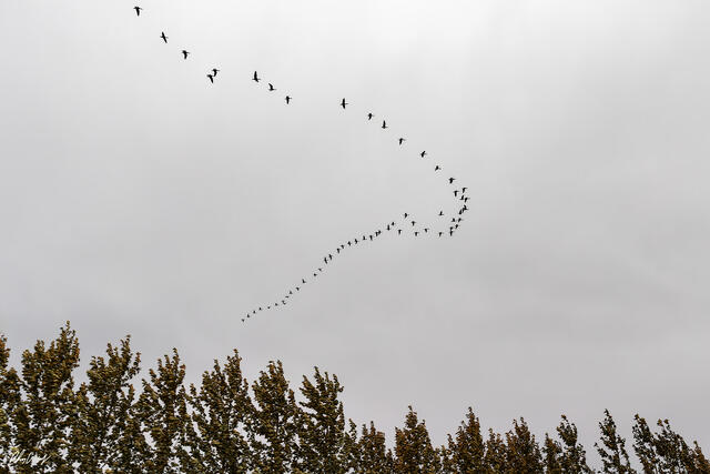 Flock of birds flying in formation above trees near Gullfoss Iceland.