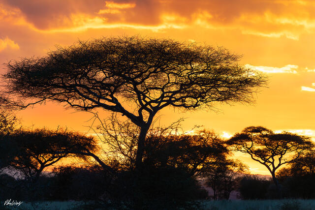 Silhouetted acacia trees against a fiery sunset sky in the Maasai Mara Kenya