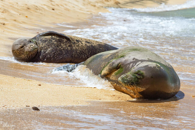 Two Hawaiian monk seals resting together at the shoreline on a sandy beach in Haleiwa Hawaii.