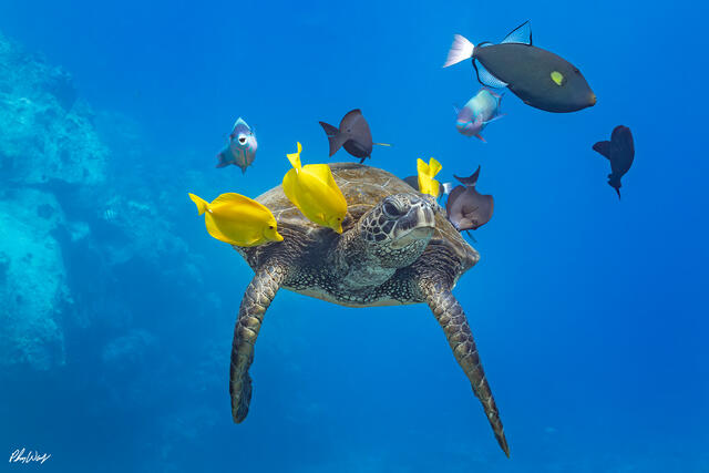 A green sea turtle floats in clear blue ocean water near Kona, Hawaii, surrounded by reef fish at a natural cleaning station in an underwater scene.
