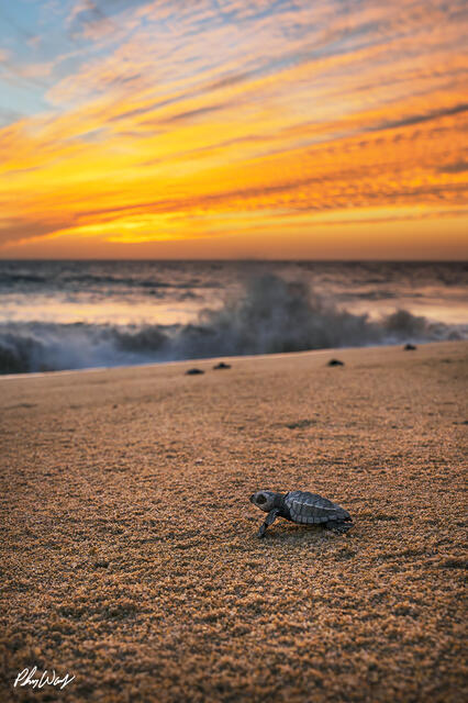 A baby sea turtle crawling across sandy beach with ocean waves and a colorful sunrise sky.