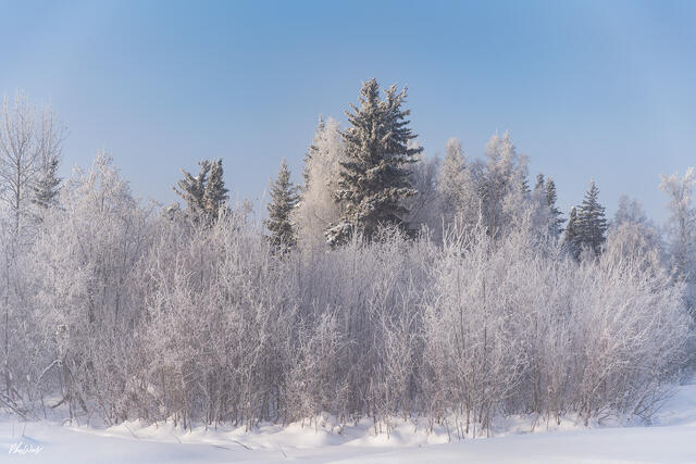 Snow covered winter trees and frosted brush beneath a clear blue sky in Fairbanks Alaska.