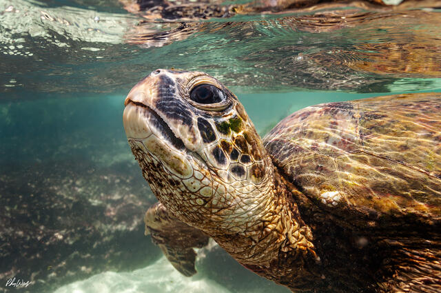 A green sea turtle swims close to the camera in shallow ocean water near Haleiwa on the North Shore of Oahu, Hawaii, with clear water and light ripples above.