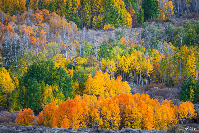 Layered aspen forest displaying vibrant yellow, orange, and green fall colors in Lee Vining, Eastern Sierra Nevada, California.