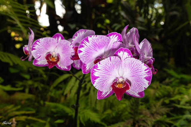 Close up of pink and purple moth orchid flowers with detailed petals in Kona, Big Island, Hawaii.