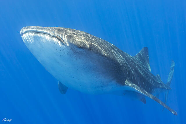 Whale shark swimming through clear blue water off the Kona coast on the Big Island of Hawaii.