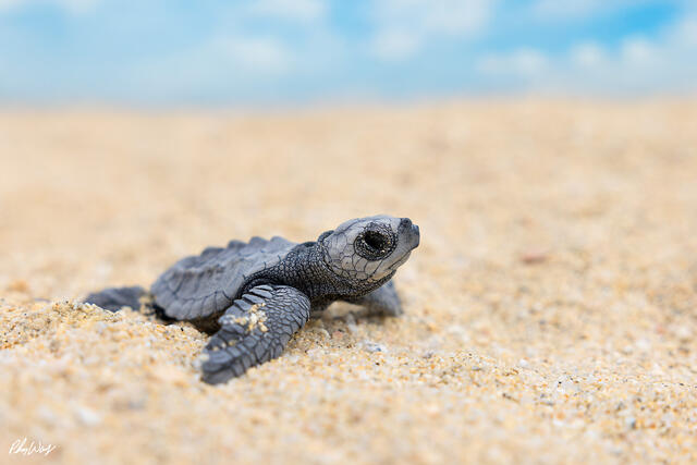 Baby sea turtle resting on sandy beach in Cabo San Lucas Mexico.