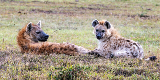 Mother hyena resting beside her young cub in grassy plains of Serengeti National Park Tanzania