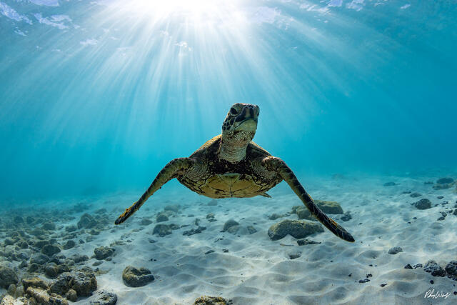 A green sea turtle swims above sandy ocean floor in clear tropical water near Kona, Hawaii, with sun rays streaming through blue water.