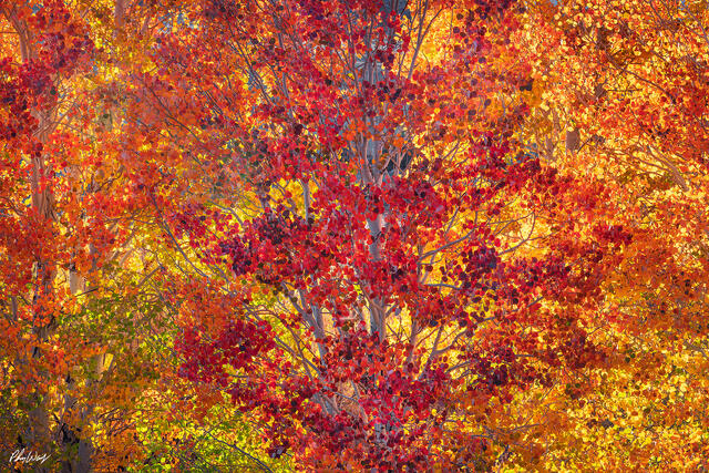 Dense layers of red, orange, and golden aspen leaves in peak fall color in Lee Vining, Eastern Sierra Nevada, California.