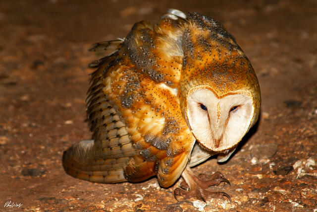 Barn owl standing on the ground at night with intense gaze in Haleiwa Oahu Hawaii.