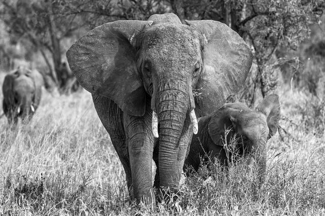 Adult elephant walking forward with a calf beside her in tall grass in black and white.