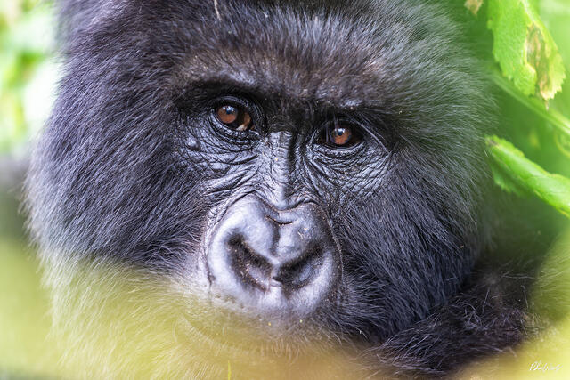 Close up portrait of a mountain gorilla with expressive eyes in Volcanoes National Park Rwanda
