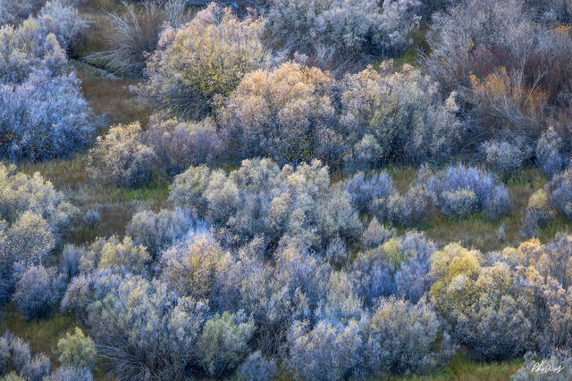 Soft blue and silver desert shrubs forming abstract patterns near Lee Vining in the Eastern Sierra Nevada, California.